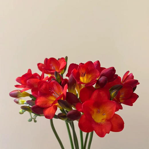 香雪兰.红色 商品图0