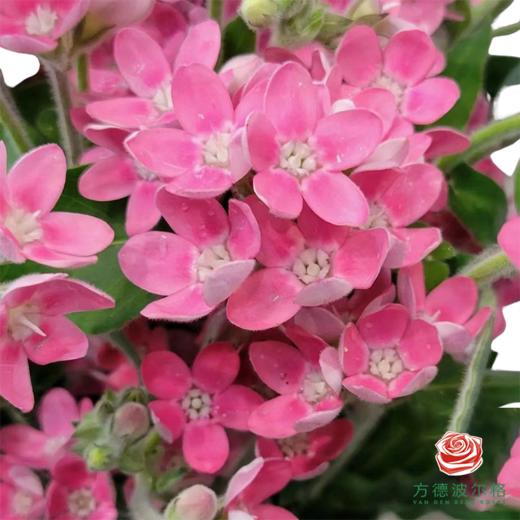 蓝星花 粉色 商品图1