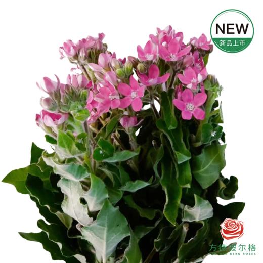 蓝星花 粉色 商品图0