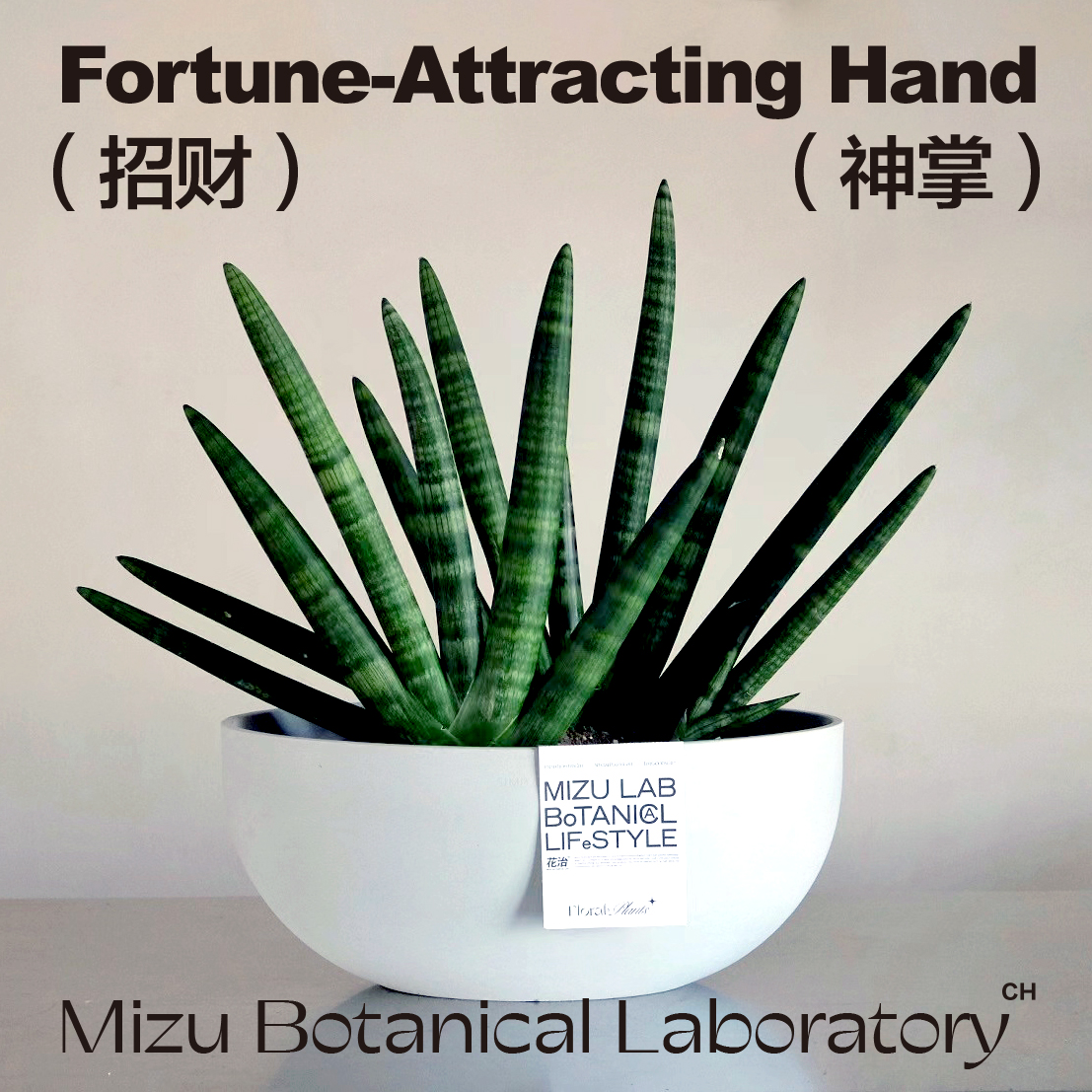 MIZU PLANTS SELECT-招财神掌