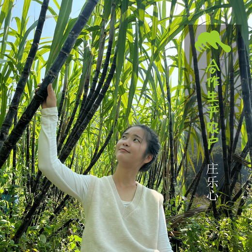 生态丝瓜络（瓤）| 合作生产 *Eco-towel-gourd sponge | Coproduction 商品图1