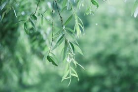 春天，这种体质的人最易上火，快来看看是不是你！