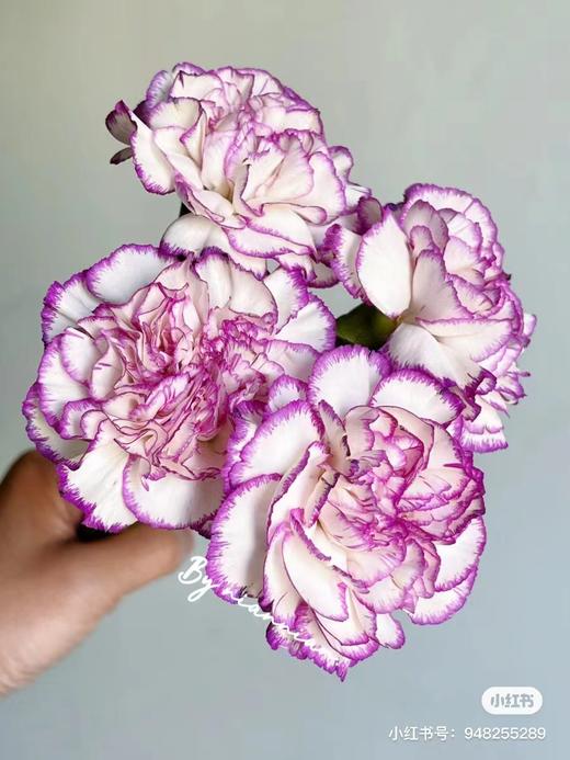 紫边康乃馨 10支 商品图1