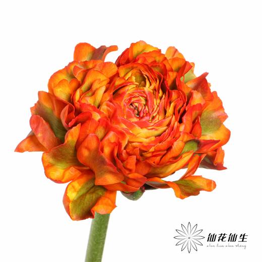 配花 ｜ 锦鲤洋牡丹橙色 商品图3