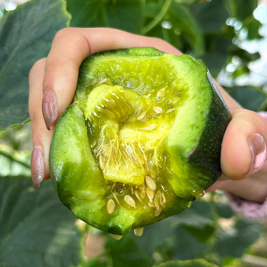 【齁甜甜瓜 味道特别浓郁】齁甜的甜瓜  藤上自然熟   瓜香味儿浓   酥脆多汁  香气十足  新鲜采摘  3斤 商品图2
