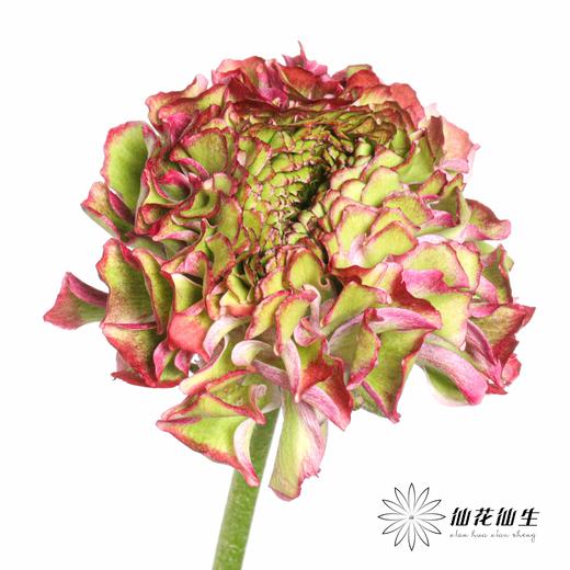 配花 ｜ 锦鲤洋牡丹紫色 商品图4