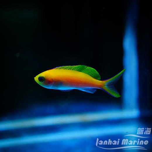 夏威夷宝石 母 商品图7