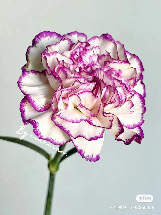 紫边康乃馨 10支 商品图2