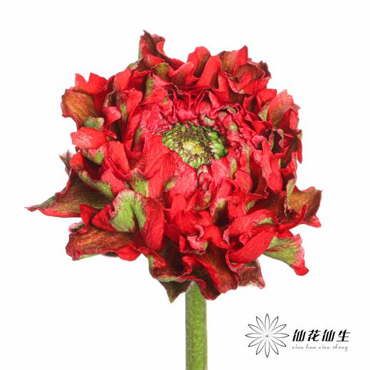 配花 ｜ 锦鲤洋牡丹红色 商品图2