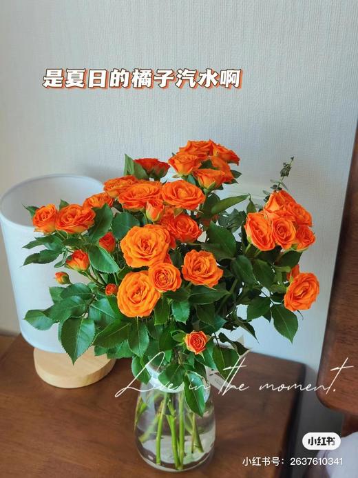 多头橙色芭比 5支一份 商品图0