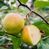 山西隰县玉露香梨 商品缩略图1