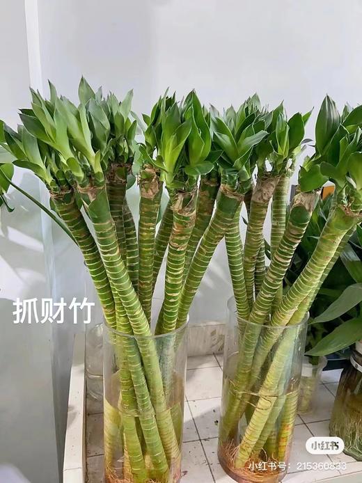 观音竹5支一份 商品图1