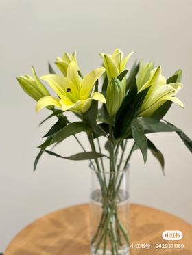 黄天霸多头百合一支