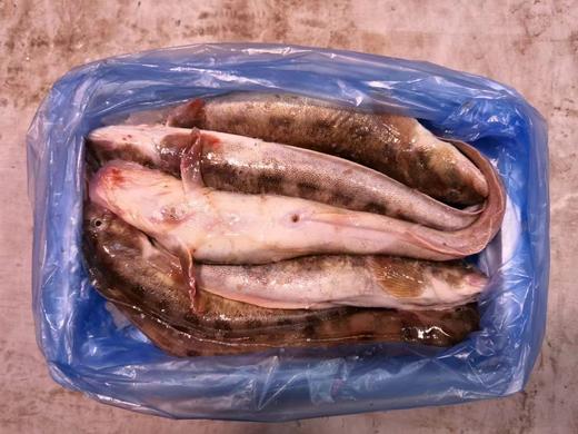 大连野生活冻海鲶鱼，20-25条/箱，（5-6条/斤，约4斤），东北三省包邮，其他地区联系客服补运费 商品图3