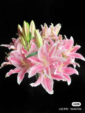 粉色多头百合3支