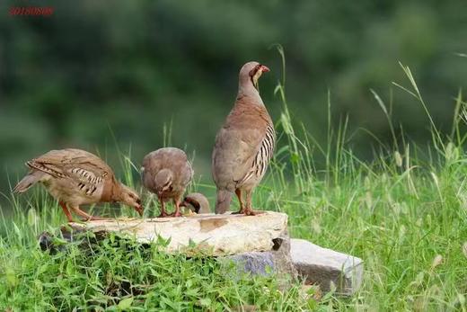 买一送一 到手2只 川芎鹧鸪肉 赠汤包（0.9-1斤/只）  A-2052 商品图2
