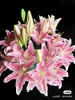 粉色多头百合 一支 商品缩略图3