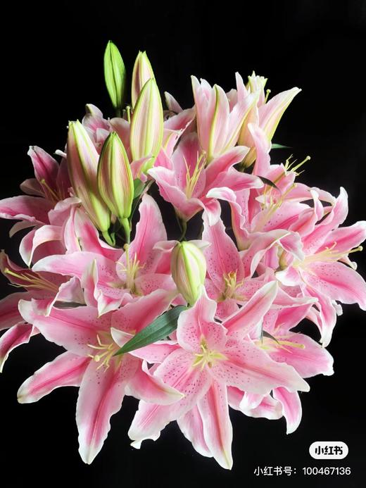 粉色多头百合 一支 商品图3