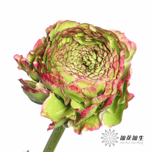 配花 ｜ 锦鲤洋牡丹紫色 商品图3