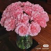 康乃馨10支 商品缩略图0