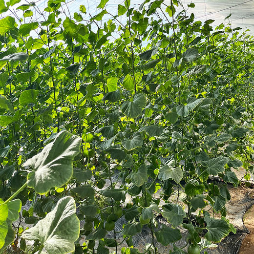 【齁甜甜瓜 味道特别浓郁】齁甜的甜瓜  藤上自然熟   瓜香味儿浓   酥脆多汁  香气十足  新鲜采摘  3斤 商品图4