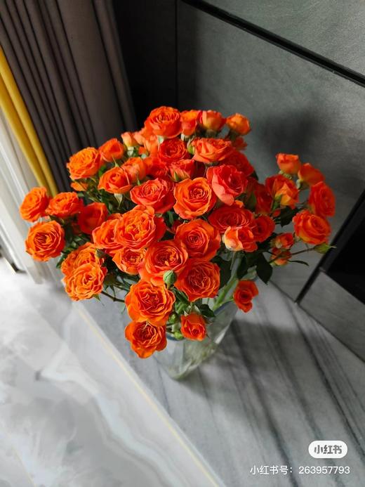 多头橙色芭比 5支一份 商品图4