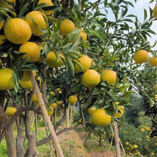 【瑶乡甄选】柠檬蜜橘 遵循自然 树上熟 自带柠檬香 脆甜无酸 口感惊艳 商品图9