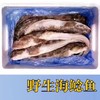 大连野生活冻海鲶鱼，20-25条/箱，（5-6条/斤，约4斤），东北三省包邮，其他地区联系客服补运费 商品缩略图2