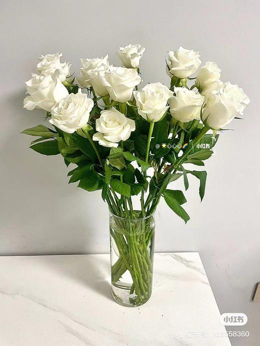 骄傲白玫瑰10支 商品图1
