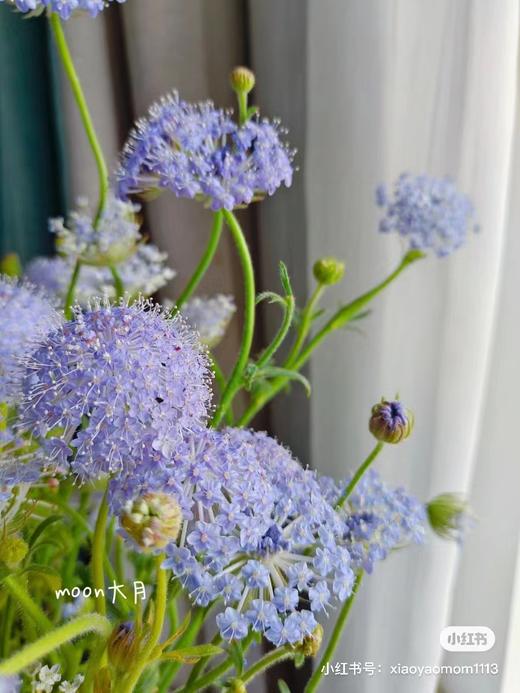 翠珠灵动小花一把 商品图1