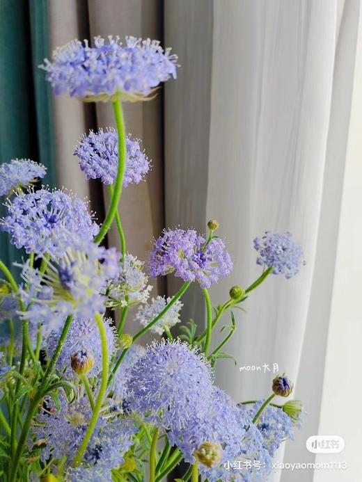 翠珠灵动小花一把 商品图2