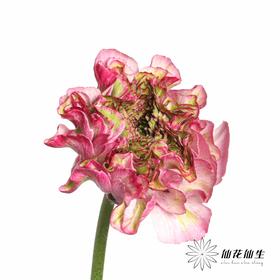 配花 ｜ 锦鲤洋牡丹紫色