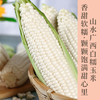 老品种鲜白糯玉米  纯糯微甜  香甜可口，吃起糯糯的感觉， 给你不一样的美食体验！ 商品缩略图0