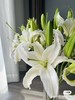 白色多头百合3支 商品缩略图1