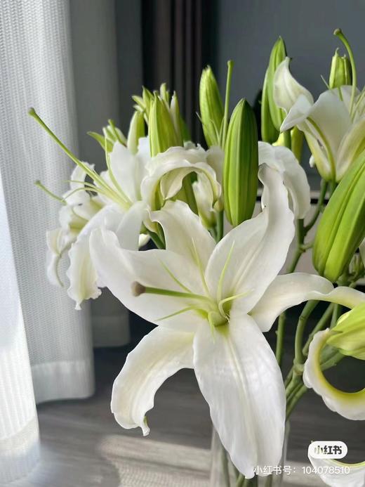 白色多头百合3支 商品图1