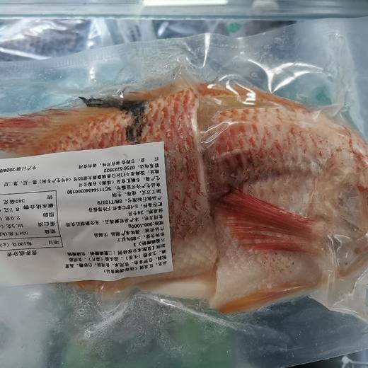 900-1000g红龙斑【B+/2C3下-19】 商品图2