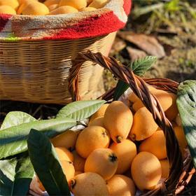 攀枝花米易枇杷3-5斤特大果礼盒装