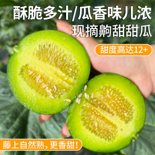 【齁甜甜瓜 味道特别浓郁】齁甜的甜瓜  藤上自然熟   瓜香味儿浓   酥脆多汁  香气十足  新鲜采摘  3斤 商品图0