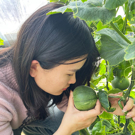 【齁甜甜瓜 味道特别浓郁】齁甜的甜瓜  藤上自然熟   瓜香味儿浓   酥脆多汁  香气十足  新鲜采摘  3斤 商品图5