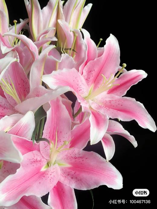 粉色多头百合 一支 商品图1