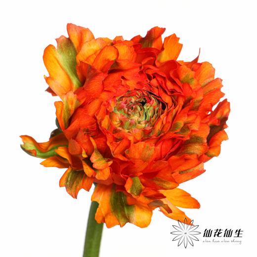 配花 ｜ 锦鲤洋牡丹橙色 商品图0