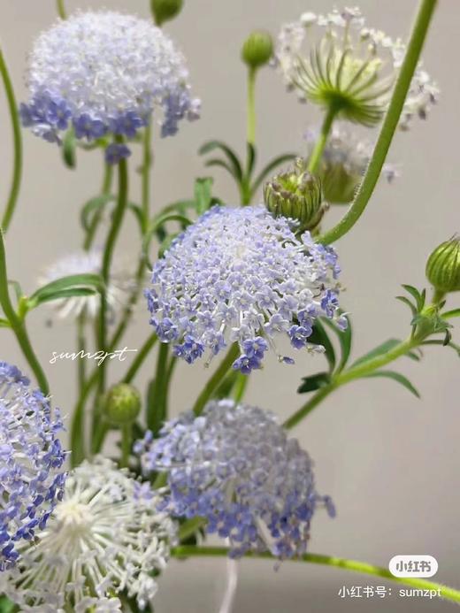 翠珠灵动小花一把 商品图3