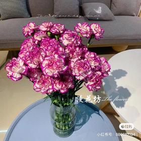 紫边康乃馨 10支