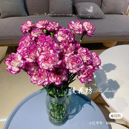 紫边康乃馨 10支 商品图0