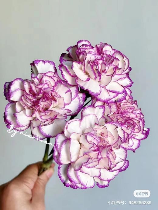 紫边康乃馨 10支 商品图3