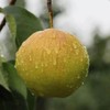 山西隰县玉露香梨 商品缩略图2