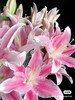 粉色多头百合 一支 商品缩略图0