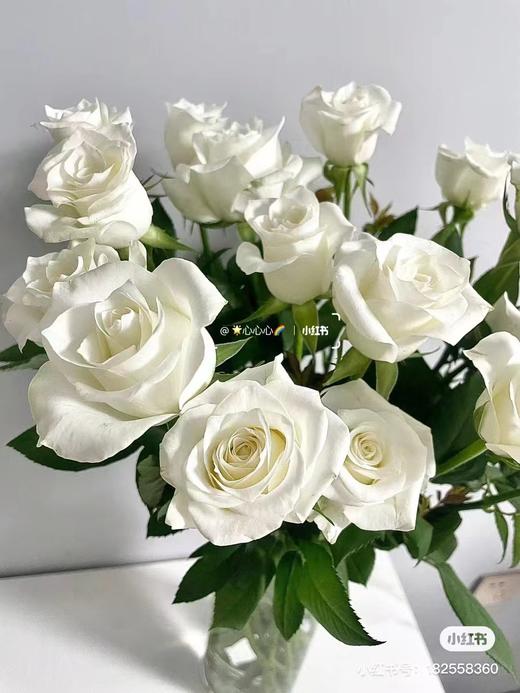 骄傲白玫瑰10支 商品图2