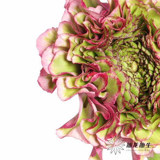 配花 ｜ 锦鲤洋牡丹紫色 商品图2