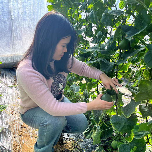 【齁甜甜瓜 味道特别浓郁】齁甜的甜瓜  藤上自然熟   瓜香味儿浓   酥脆多汁  香气十足  新鲜采摘  3斤 商品图6